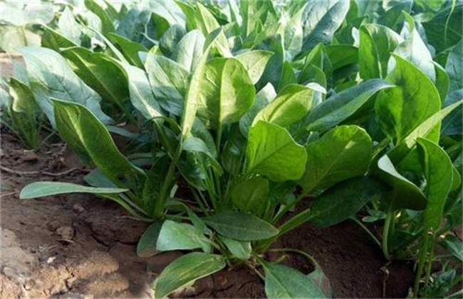 越冬菠菜施肥 菠菜施肥