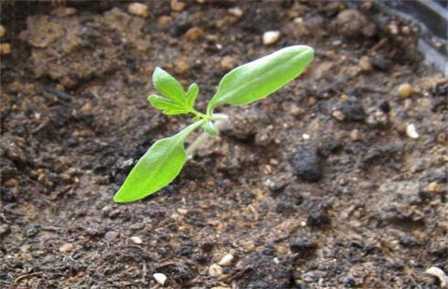 空心菜催芽方法