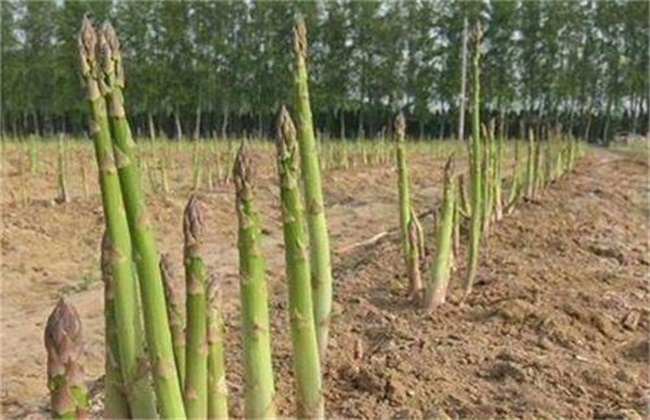 芦笋高产施肥技术 芦笋施肥