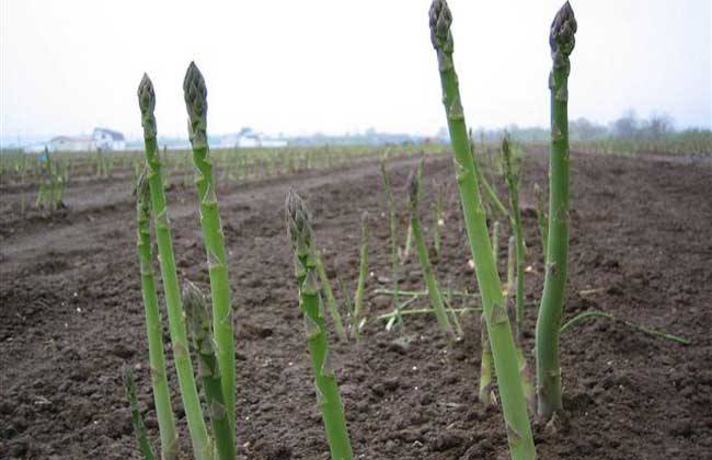 芦笋高产施肥技术 芦笋施肥