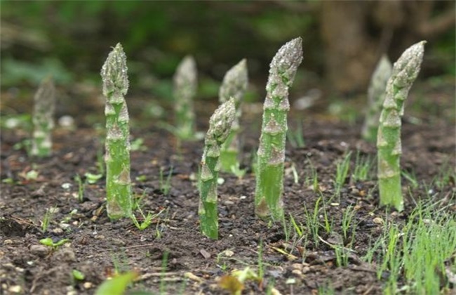 芦笋高产施肥技术 芦笋施肥