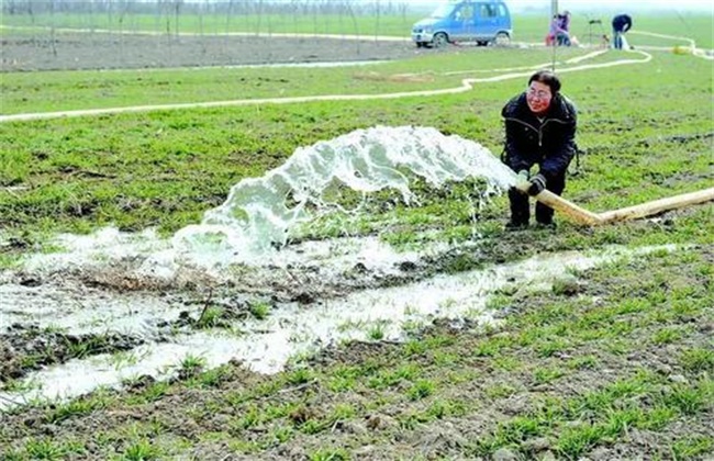 如何浇好小麦越冬水