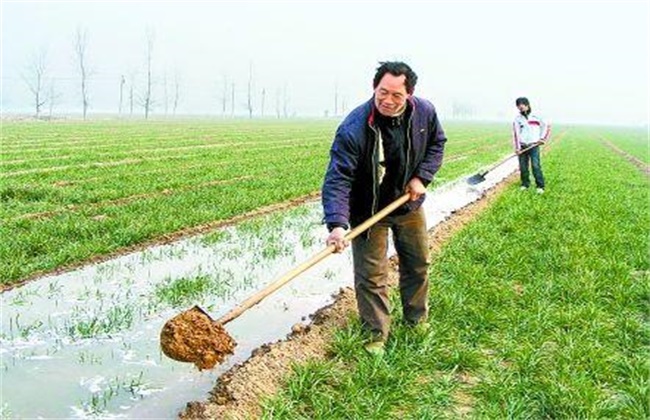 如何浇好小麦越冬水