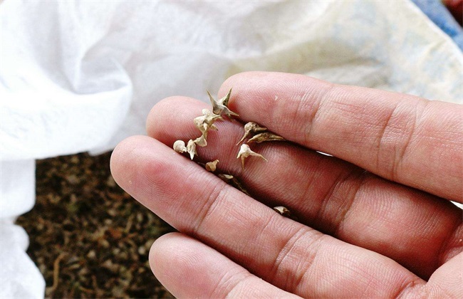 菠菜种子播种前 怎么处理