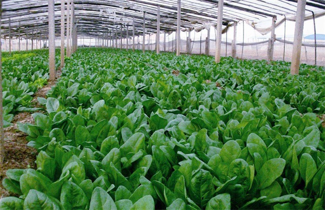 菠菜种子播种前 怎么处理
