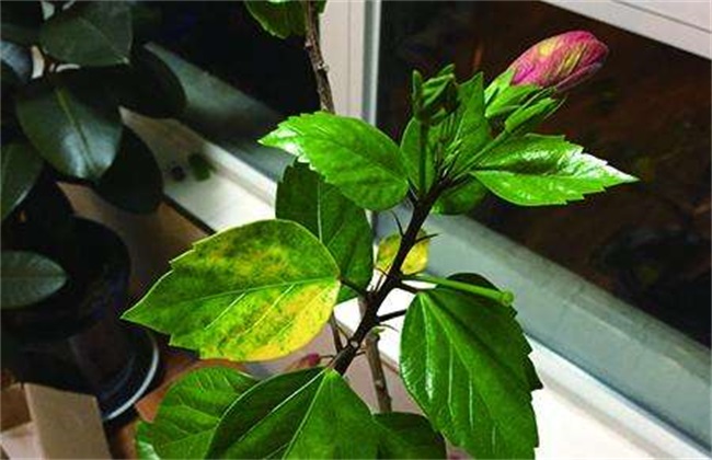扶桑花叶子黄原因 扶桑花黄叶