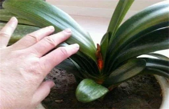 君子兰开花夹剪原因及处理方法