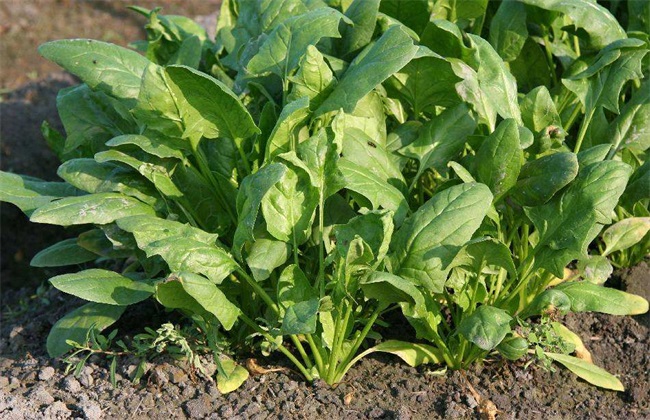 菠菜需肥特性 菠菜需肥规律