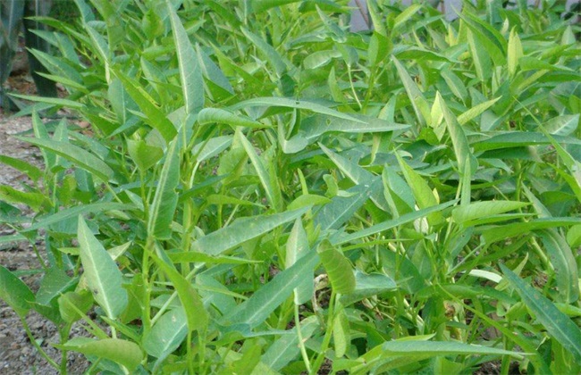 空心菜育苗技术 空心菜育苗