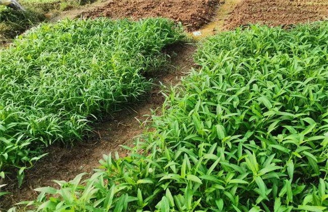 空心菜育苗技术 空心菜育苗