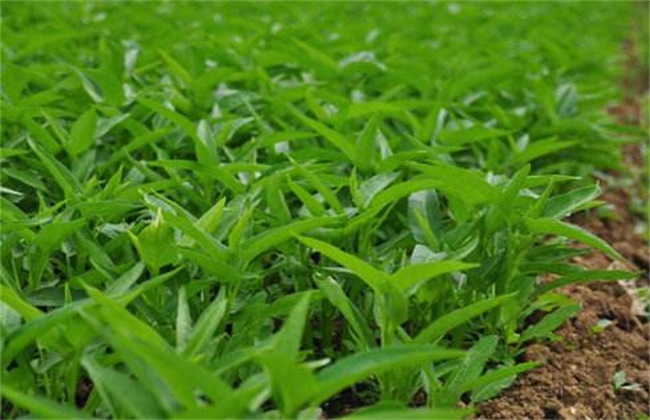 空心菜育苗技术 空心菜育苗