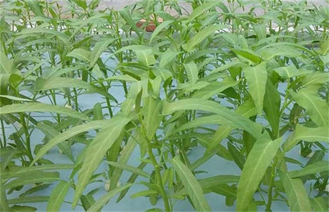 空心菜 生长环境 环境要求
