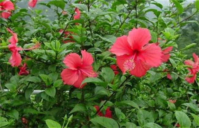 扶桑花养殖方法 扶桑花养殖