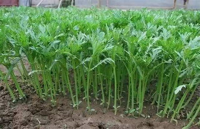 如何提高茼蒿产量 茼蒿产量