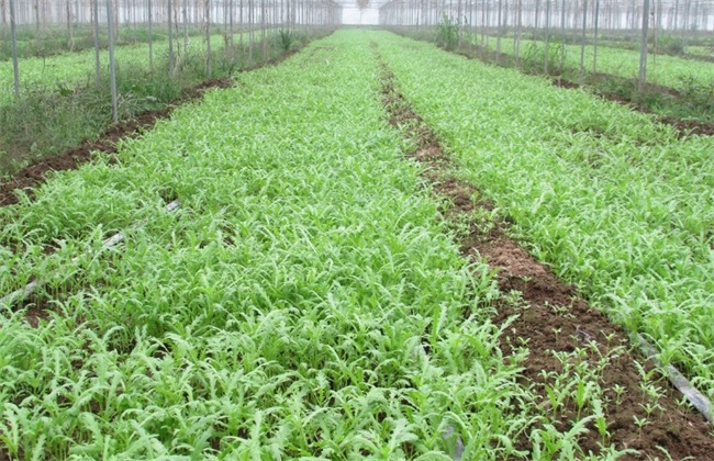 如何提高茼蒿产量 茼蒿产量
