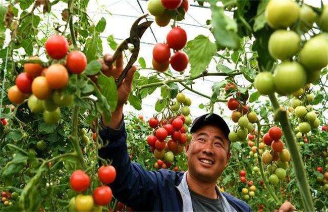 秋季西红柿管理要点