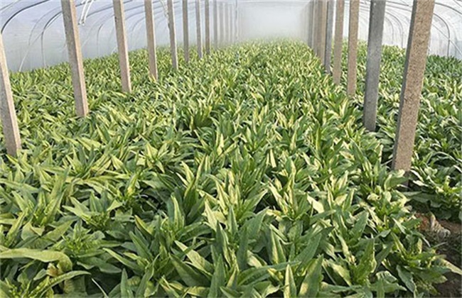 大棚冬莴笋 种植技术