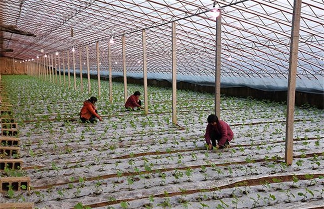 大棚蔬菜如何补光