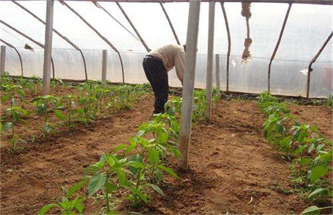 冬茬辣椒定植后该怎么管理