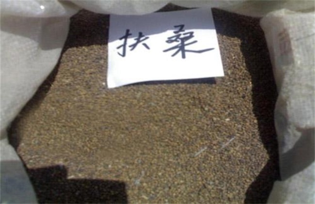 扶桑花繁殖方法 扶桑花繁殖