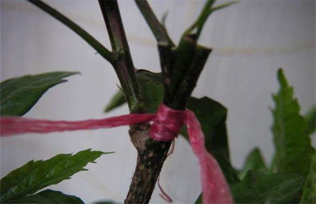 扶桑花繁殖方法 扶桑花繁殖