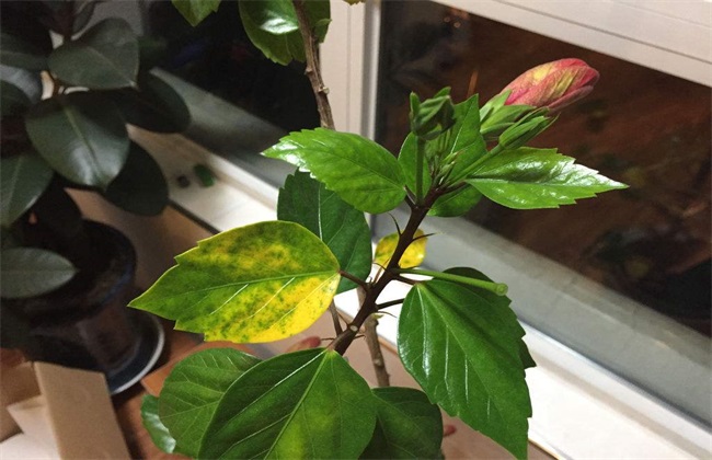 扶桑花繁殖方法 扶桑花繁殖