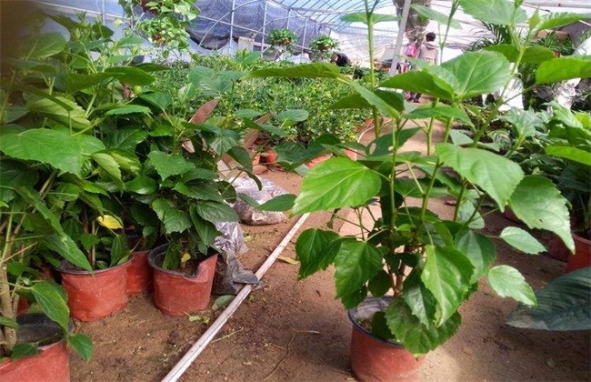 扶桑花繁殖方法 扶桑花繁殖