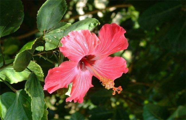 扶桑花 冬季管理 冬季修剪