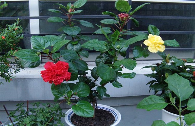扶桑花 冬季管理 冬季修剪
