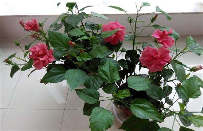 扶桑花 冬季管理 冬季修剪
