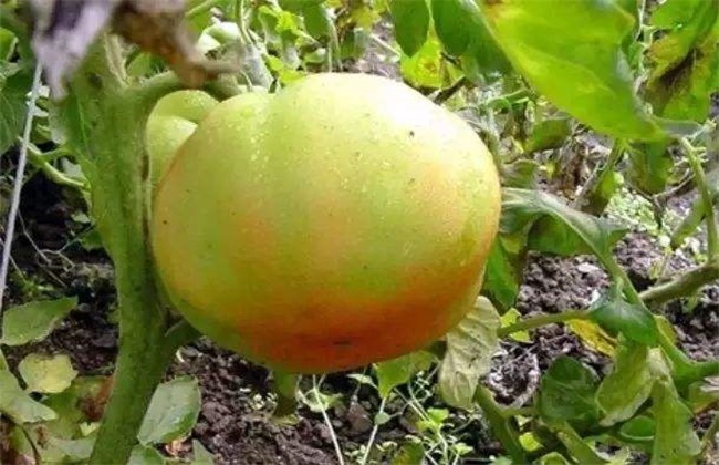 冬季番茄着色不良原因及解决方法