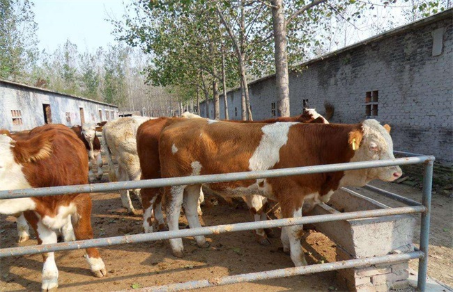 肉牛育肥期 如何管理