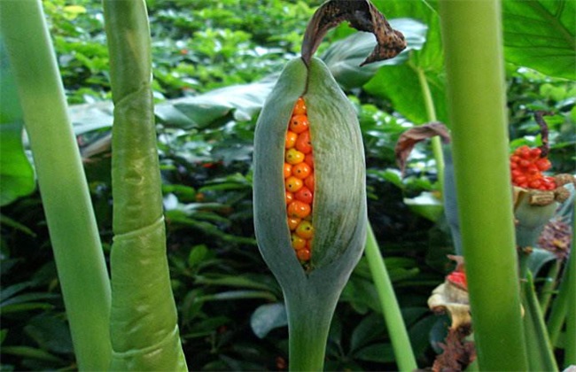海芋 繁殖方法