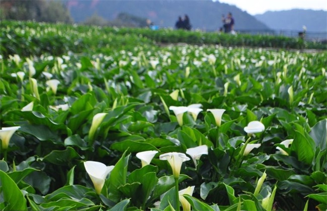 海芋 繁殖方法