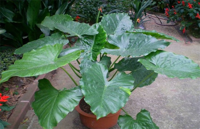 海芋 种植方法