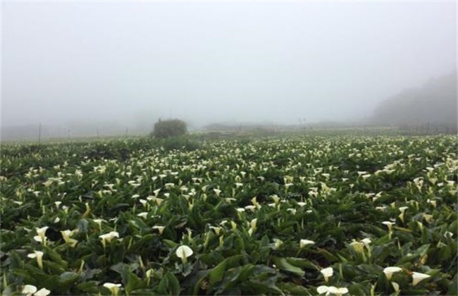 海芋 种植方法