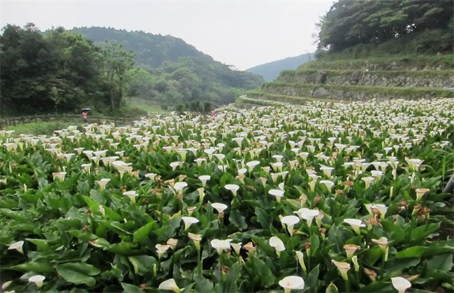 海芋 种植方法