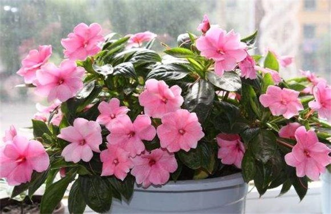 水梅花和凤仙花的区别