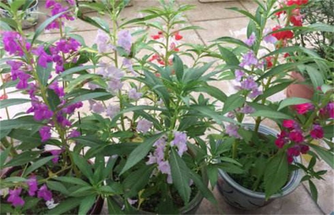 水梅花和凤仙花的区别