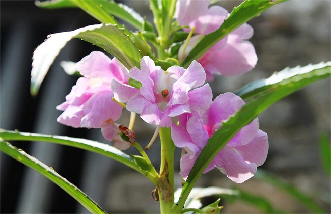 水梅花和凤仙花的区别