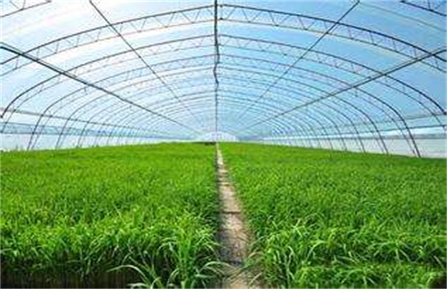 冬季韭菜扣棚前后管理技术