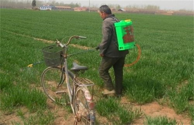 小麦冬前除草注意事项