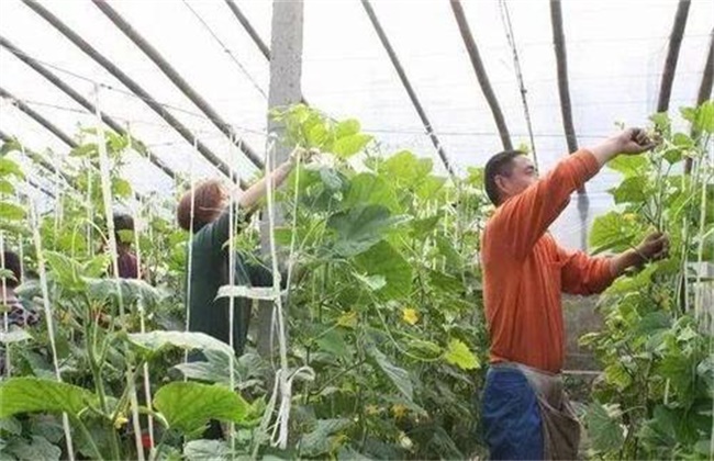 黄瓜的落蔓技术