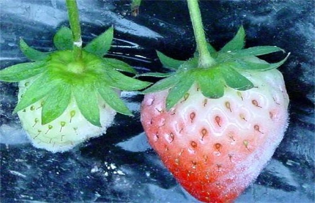 草莓白粉病的防治方法