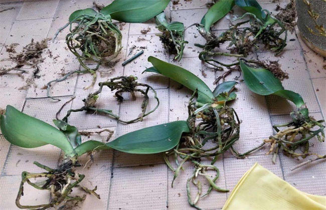 蝴蝶兰根部腐烂 怎么办