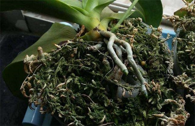 蝴蝶兰根部腐烂 怎么办