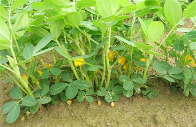 花生 开花结果期 如何管理