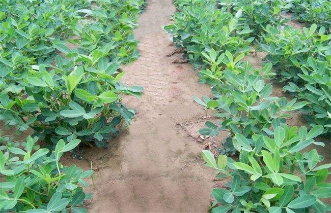 秋花生 高产种植技术
