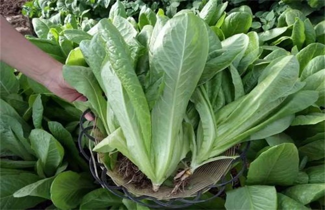 孔雀菜的种植技术