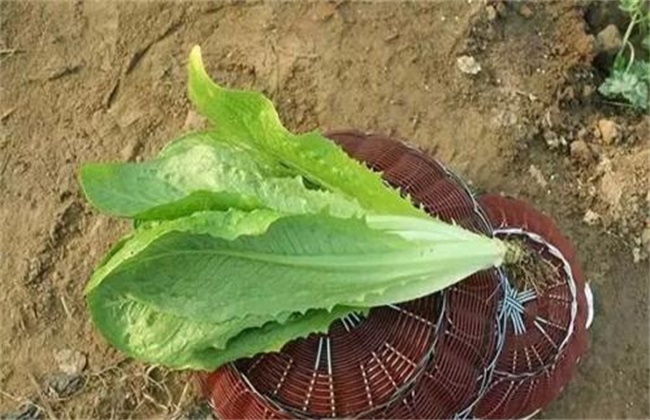 孔雀菜的种植技术